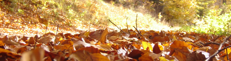 Herbstlicher Thringer Wald